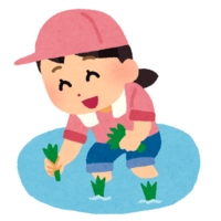 Girl planting rice
