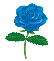 Blue rose