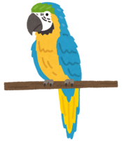 Blue-and-yellow macaw