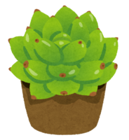 Harumo (houseplant)