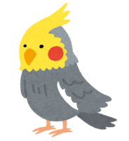 Cockatiel (gray)