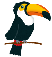 Toco toucan