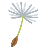 蒲公英棉毛(1根)