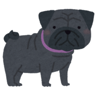 Black pug