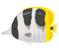Double-saddle butterflyfish (tropical fish)