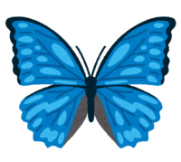 Morpho butterfly