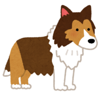 Shetland Sheepdog (dog)