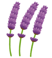 Lavender (flower)