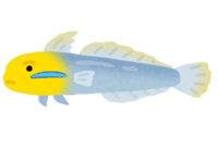 Akahachihaze (tropical fish)
