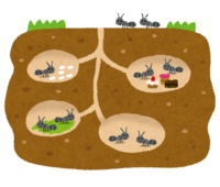 Ant's nest