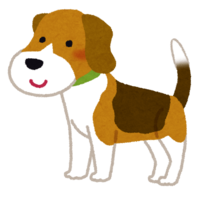 Beagle (dog)