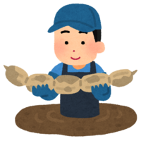 Lotus root harvest