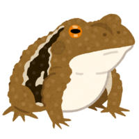 Toad