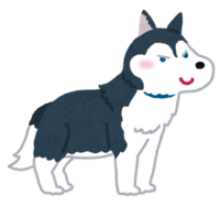 Siberian-Husky (dog)