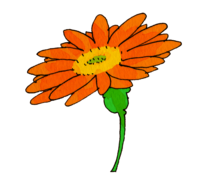Gerbera