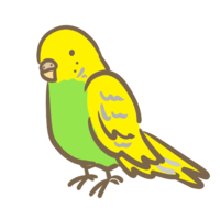 Budgerigar (blue)