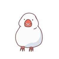 Java sparrow