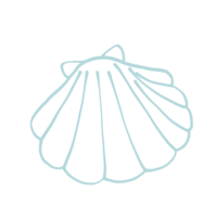White two shells
