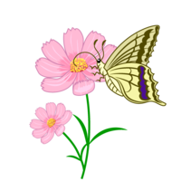 蝶々とコスモス