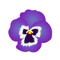 Pansy flower