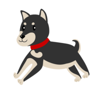 Running black shiba inu