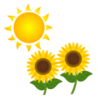 Summer sun and sunflower