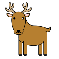 Cute deer