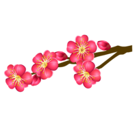 Plum blossoms blooming on tree branches