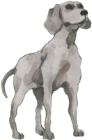 魏玛拉纳(站立姿势)狗