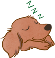 Dachshund (sleeping face) Cute dog