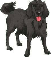 Flat Coated-Retriever (Standing) Dog Really Cool
