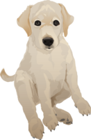 Retriever dog