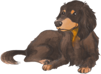Gordon-Setter (sitting) Dog's real cool