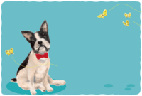 Fashionable dog (butterfly and French bulldog) background