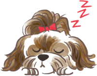 Shih Tzu (sleeping face) cute dog