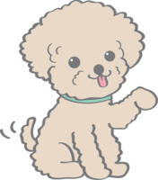 Cute toy poodle (hand) dog