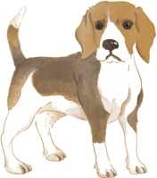 Beagle (standing) Dog's real cool