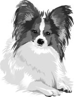 Papillon black and white monochrome and cool dog