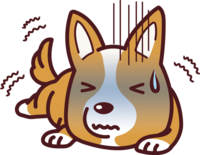 Corgi trembles due to illness-cute dog