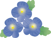 Veronica polita winter-spring February-April