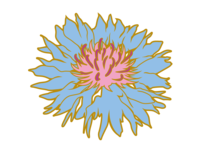 Blue cornflower flower