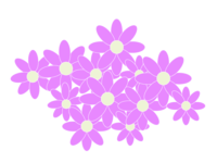 Many purple florets