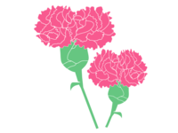 Pink carnation
