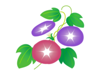 红色和紫色的牵牛花