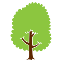 Solid wood
