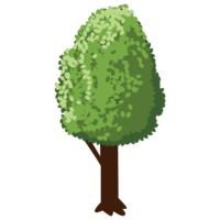 Dotona tree