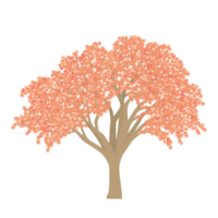 Colored maple (autumn leaves)