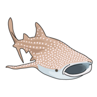 Whale shark