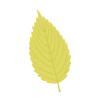 Keyaki leaf
