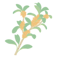 Kinmokusei (October)